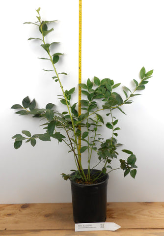 Reka Blueberry Plants- Large One Gallon Containers