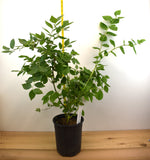 Sharpblue Southern Highbush Blueberry Plants- Early Season- Large One Gallon Containers