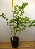 Sharpblue Southern Highbush Blueberry Plants- Early Season- Large One Gallon Containers