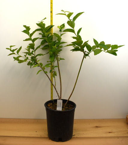 Spartan Blueberry - Large One Gallon Container
