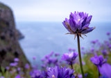 Bluedicks, also called ookow (Dichelostemma congestum)- Flowers Attract Bees