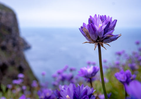 Bluedicks, also called ookow (Dichelostemma congestum)- Flowers Attract Bees