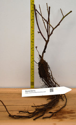 Boysenberry  Blackberry - Bare Root Canes - Original Thorned Variety