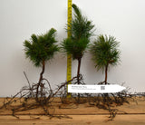Bristlecone Pine 2 Year Bare Root Trees (Pinus aristata)- Bonsai, Xeriscaping and Rocky Landscapes