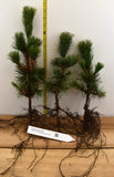 Bristlecone Pine 3+ Year Bare Root Trees (Pinus aristata)- Bonsai, Xeriscaping and Rocky Landscapes
