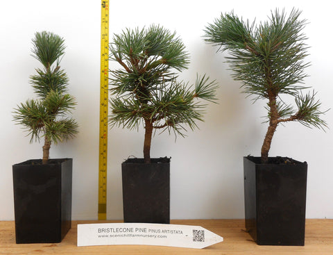 pinus aristata bonsai tree Bristlecone Pine (Pinus aristata)- Bonsai, Xeriscaping and Rocky Lands – Scenic Hill Farm Nursery