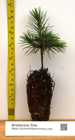 Bristlecone Pine (Pinus aristata)- Bonsai, Xeriscaping and Rocky Landscapes