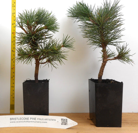 bristlecone pine bonsai tree Bristlecone Pine (Pinus aristata)- Bonsai, Xeriscaping and Rocky Lands – Scenic Hill Farm Nursery