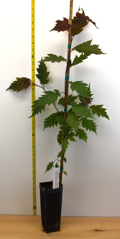 Burgundy Lace Hazelnut (Corylus avellana)-Wine-Red Lacy Foliage