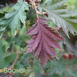 Burgundy Lace Hazelnut (Corylus avellana)-Wine-Red Lacy Foliage