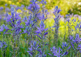 Great Camas (Camassia leichtlinii) - Perennial Native - Edible Bulbs