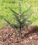 Canaan Fir Trees, C- Abies balsamea var. phanerolepis