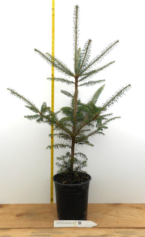 Canaan Fir Trees, Abies balsamea var. phanerolepis - One Gallon Container