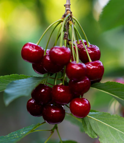 'Carmine Jewel' Bush Cherry - Cold-Hardy, Dwarf- Fresh Eating or Pies