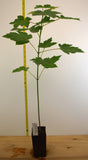 Celebration Maple, Acer × freemanii 'Celebration- Striking Fall Foliage, Fast Growth