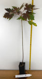 Celebration Maple, Acer × freemanii 'Celebration- Striking Fall Foliage, Fast Growth