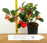 Gaultheria Cherries Berries™- Wintergreen, Teaberry- Aromatic Leaves, Colorful Red Berries
