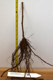 Chester Thornless Blackberry Plants - Bare Root Canes - Tasty Berries