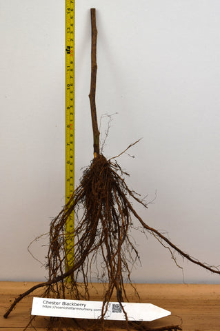 Chester Thornless Blackberry Plants - Bare Root Canes - Tasty Berries