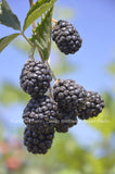 Chester Thornless Blackberry Plants - Bare Root Canes - Tasty Berries