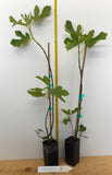 Fig Trees - 14 Varieties - Mix and Match - Free Shipping