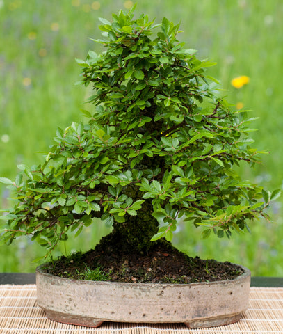 chinese elm bonsai tree Ulmus parvifolia, Chinese Lacebark Elm