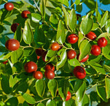 Chinese Dates - Li Zao Jujube (*Ziziphus jujuba* 'Li') Tasty fruit - Chinese medicinal herb -  Thrives in USDA Zones 6 through 9.