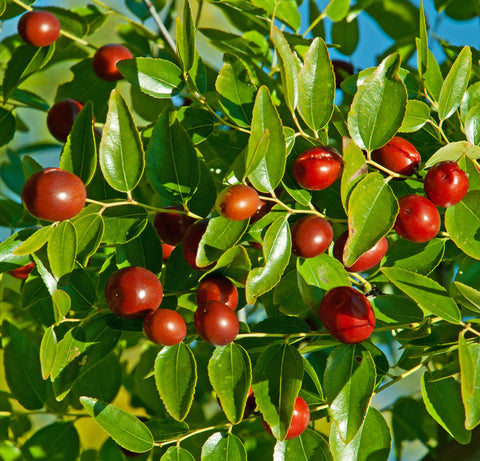 Chinese Dates - Li Zao Jujube (*Ziziphus jujuba* 'Li') Tasty fruit - Chinese medicinal herb -  Thrives in USDA Zones 6 through 9.