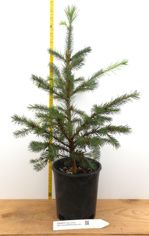 Cibola Fir - One Gallon Container- Great for Christmas Trees