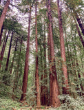 Coast Redwood- 28-36 inch tree- Surplus Sale