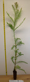 Coast Redwood- 28-36 inch tree- Surplus Sale