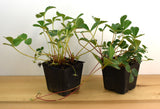 Fragaria chiloensis (Beach or Coastal Strawberry) Native Groundcover with sweet edible berries