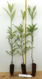 Coast Redwood Trees, 10” - 16” Tall - Sequoia sempervirens Landscape Tree / Screen / Bonsai