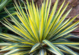 Yucca filamentosa 'Color Guard' (Adam's Needle) Low-Maintenance Evergreen Shrub