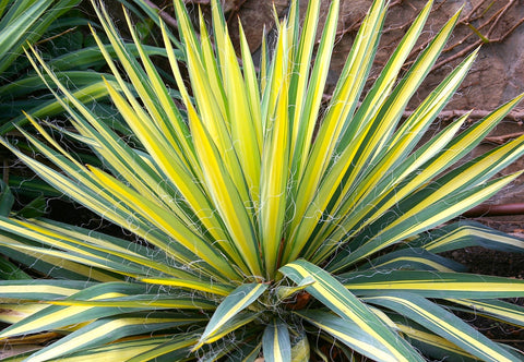 Yucca filamentosa 'Color Guard' (Adam's Needle) Low-Maintenance Evergreen Shrub