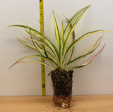 Yucca filamentosa 'Color Guard' (Adam's Needle) Low-Maintenance Evergreen Shrub