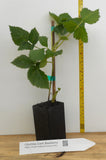 Columbia Giant Blackberry Plants- Trailing- 2" Berries