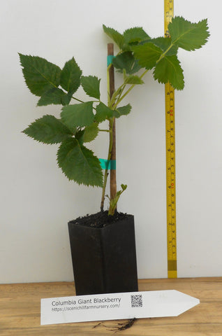 can i plant blackberry in a pot Columbia Giant Blackberry Plants- Trailing- 2" Berries – Scenic Hill Farm Nursery