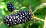 Columbia Giant Blackberry Plants- Trailing- 2" Berries