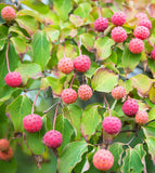 Cornus kousa - Chinese Dogwood -  Prolific Flowering - Edible, Berry-Like Fruits