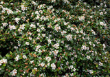 Cotoneaster dammeri or Bearberry Cotoneaster- Low Growing Evergreen Ground Cover or Bonsai