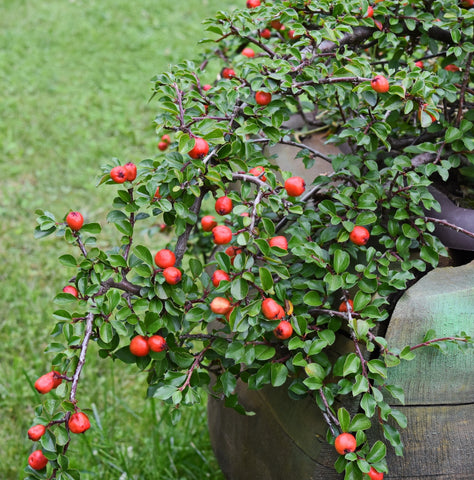 Cotoneaster dammeri or Bearberry Cotoneaster- Low Growing Evergreen Ground Cover or Bonsai