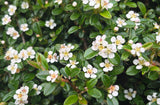 Cotoneaster dammeri or Bearberry Cotoneaster- Low Growing Evergreen Ground Cover or Bonsai