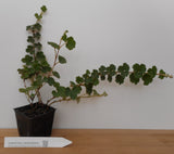 Taiwan Creeping Raspberry - Ground Cover - Edible Berries
