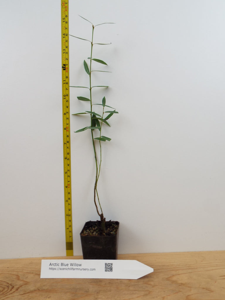 Blue Arctic Willow, Salix purpurea 'Nana' Scenic Hill Farm Nursery
