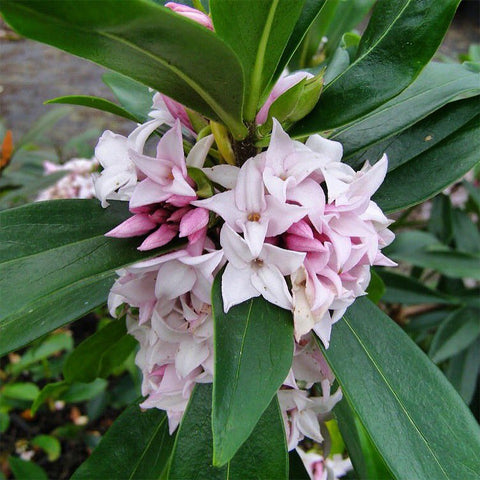 Daphne Perfume Princess -  Easy Care Hybrid Evergreen Shrub - Fragrant Flowers