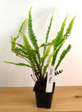 Deer Fern - Low Maintenance Evergreen Groundcover