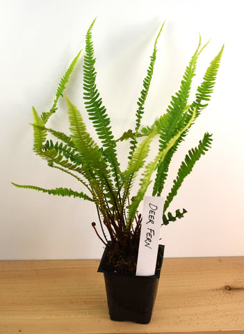 Deer Fern - Low Maintenance Evergreen Groundcover