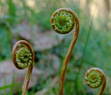 Deer Fern - Low Maintenance Evergreen Groundcover