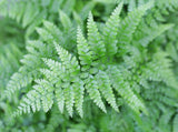 Deer Fern - Low Maintenance Evergreen Groundcover